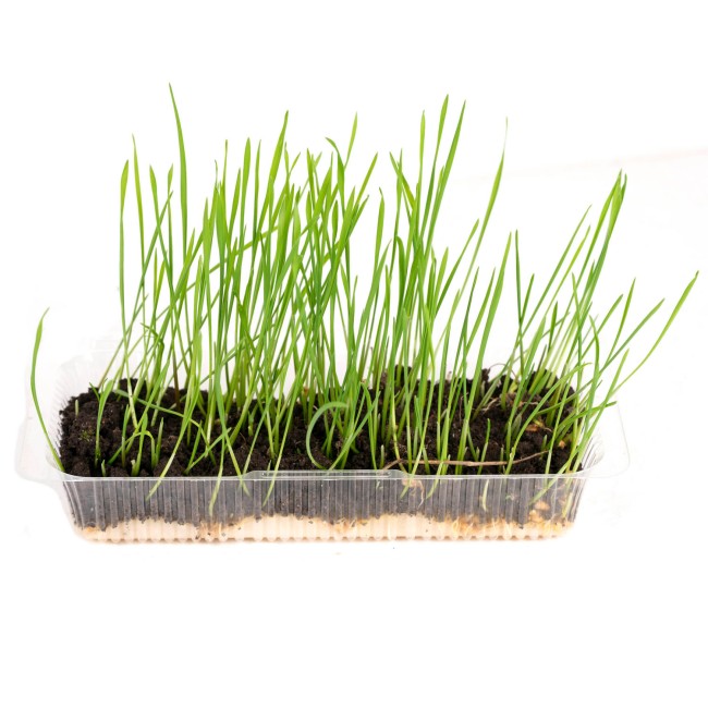 Пшеница Пшеница